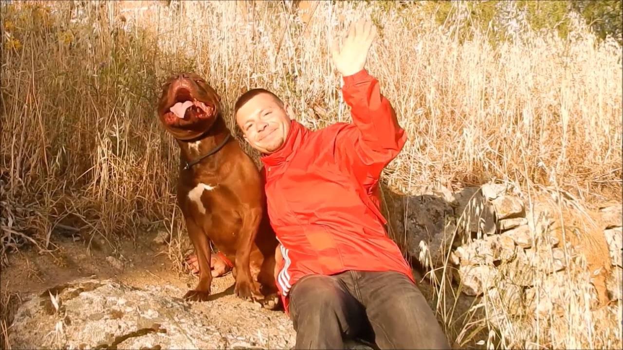 Pastore Tedesco e Tapis Roulant!