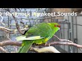 Ringneck Parakeet Sounds - Short Version