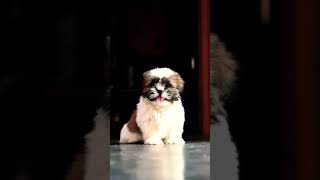 Lhasa apso, Lhasa, lasa, lasa apso, lasa, puppy, dog