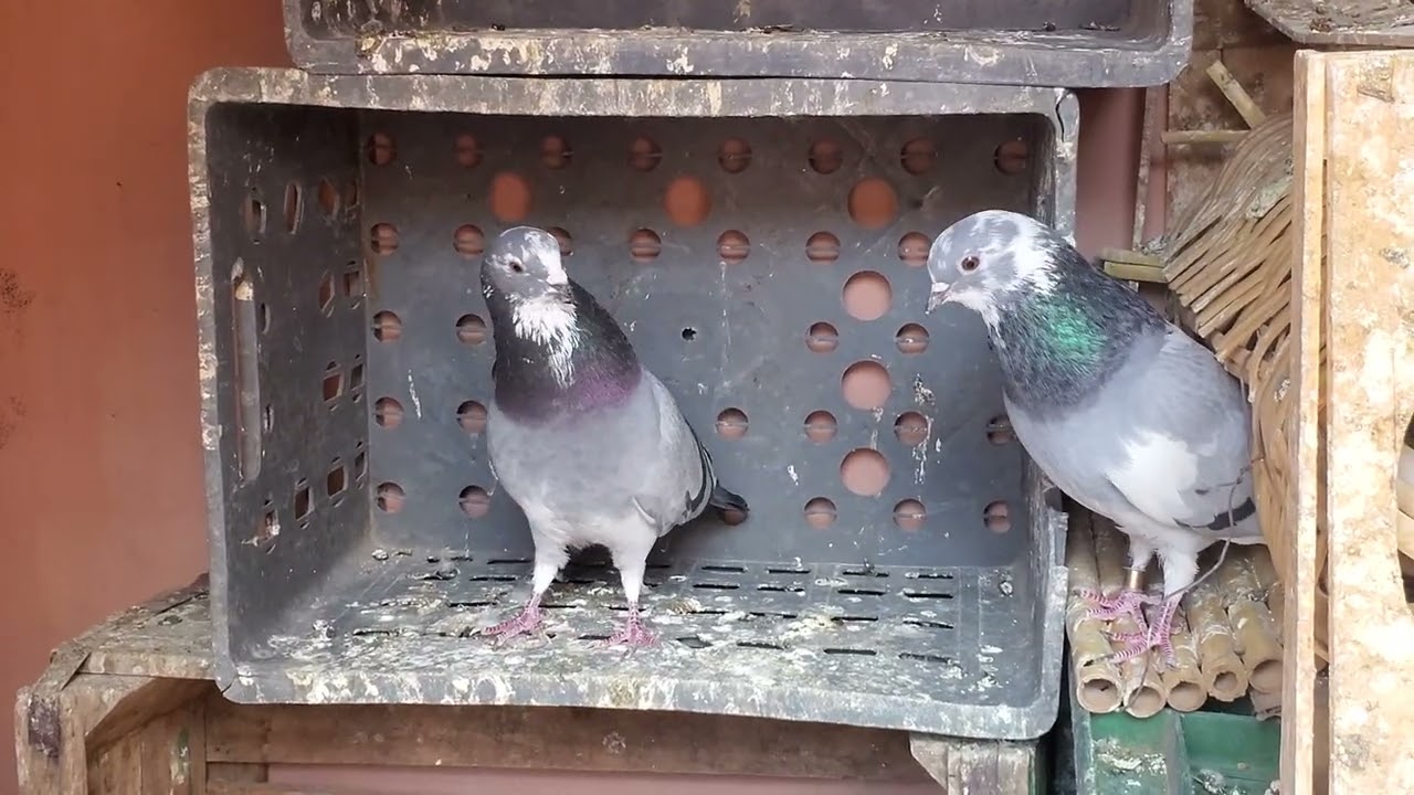 حمام الفعل المراكشي(البداعة) 🕊🕊🕊🕊