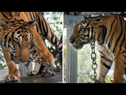 This Tiger Is So Bored He Paces Non-Stop
