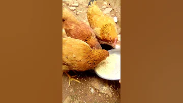 Dore Byabiryo Byinkoko Zirya Zigahita Zitera Kd Burimusi Sweetable Feed For Layers Laying 