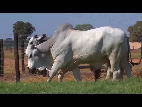 LOTE 122 | 41º MEGA LEILÃO ANUAL CARPA - TOUROS