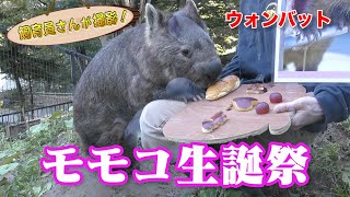 ウォンバットのご馳走一挙公開！そしてその後ろに迫る目があった…