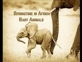 Springtime in Africa: Baby Animals