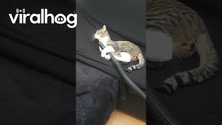 Cat Won't Let Go Of Vacuum Hose || Viralhog