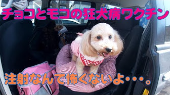 狂犬病ワクチン Youtube 狂犬病ワクチン Youtube
