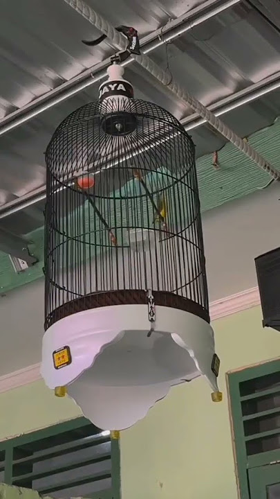 Story Wa Burung Sogon,Konin,Kenari #viralshorts #kicaumania