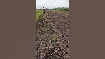 Câu cá rô đồng, dính rô mề p34 #shorts