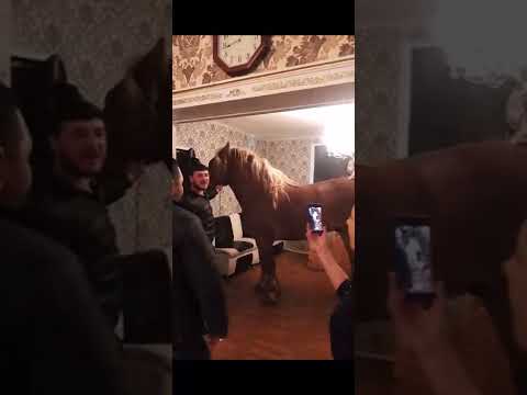 Видео: Кентукки горный седло лошадь