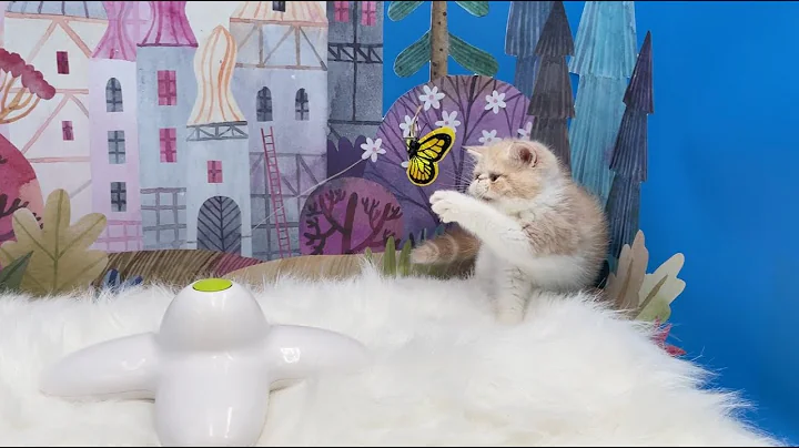 Watch the video about Funny Playful Cream Bicolor Exotic Shorthair Kitten For Sale 💕🐱💕 Mon Chéri Cattery