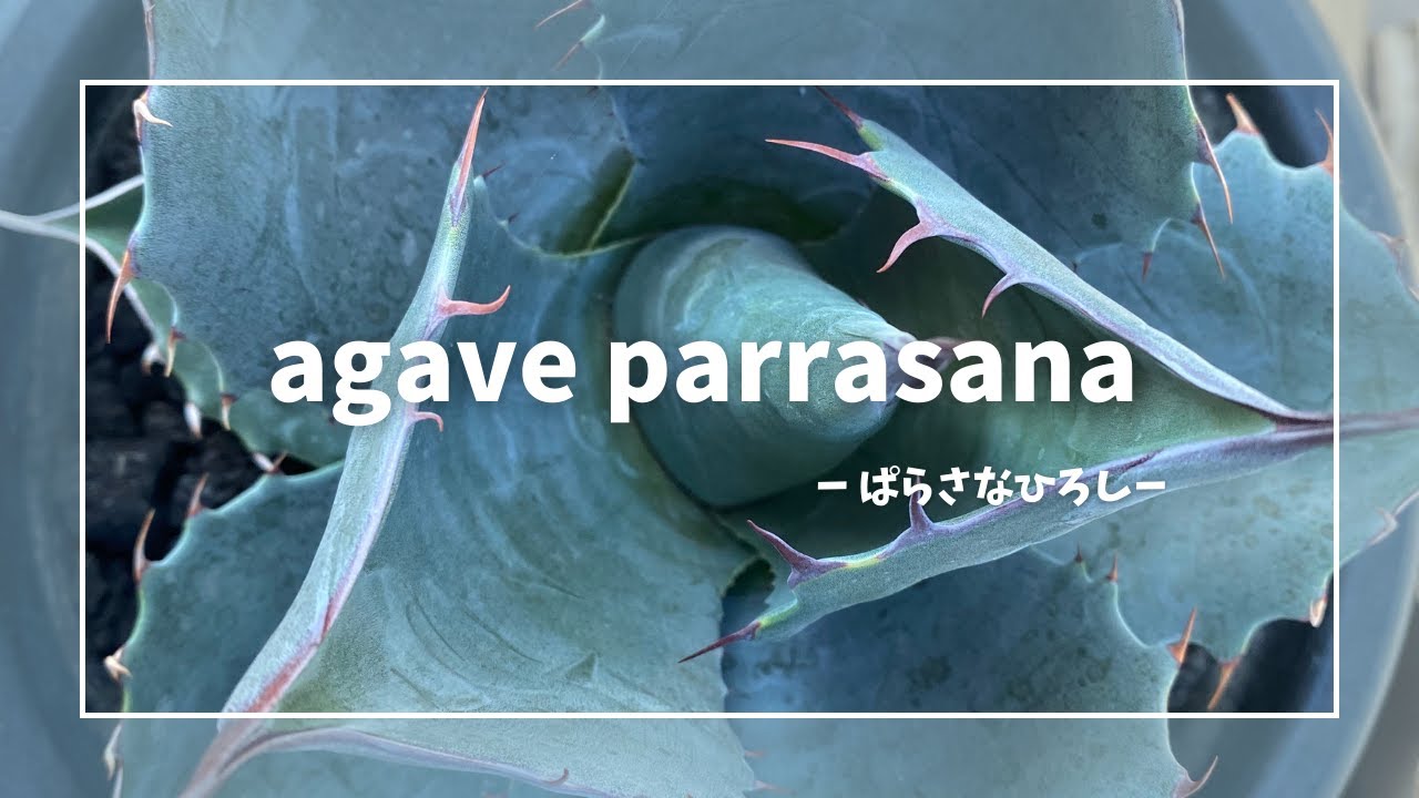 ひろし】 パラサナの動画です。オバティサナ？ファイヤーボール 