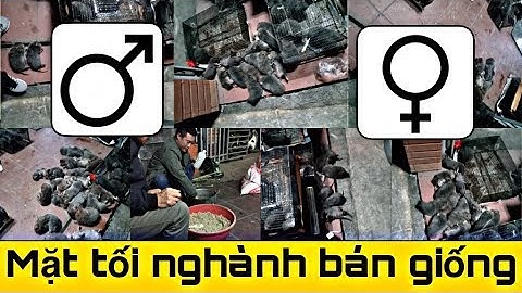 Dúi trung quốc | Dúi mốc đại | Phân biệt đực cái | Mặt tối nghành bán dúi giống | Chuột Tre 360