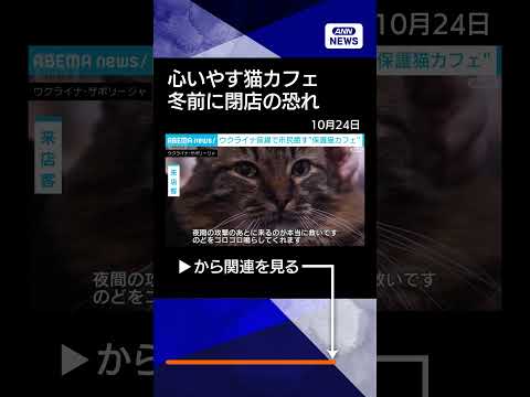 【ニュース】昼夜爆撃続くなか…ウクライナ前線で市民癒す“保護猫カフェ”　冬を前に閉店の懸念も #shorts