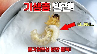 용기 있으신 분들만 클릭! 엄청난 기생 생물을 발견하였습니다! [대자연의 신비 기생충다큐 1편]