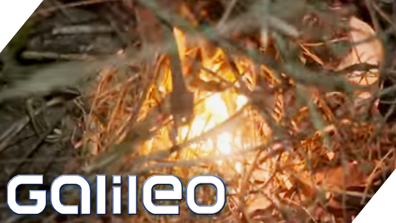 Feuermachen ohne Hilfsmittel | Galileo Lunch Break