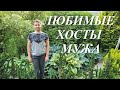 Какие растения нравятся мужчинам? Любимые хосты мужа