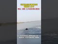 据印媒4月18日报道,印度一只孟加拉虎被放生时吼叫着从一艘船上跳进水中的视频在网上热传,网友:“这让我想起了《少年派的奇幻漂流》!”