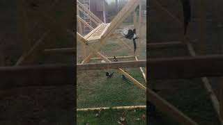 Ladder trap in action July 8, 2020