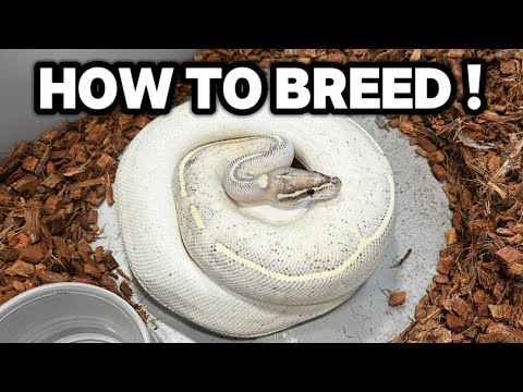 5 Simple Steps To Breed Ball Pythons