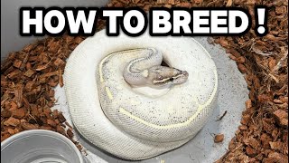 Famous 5 Simple Steps To Breed Ball Pythons Profile