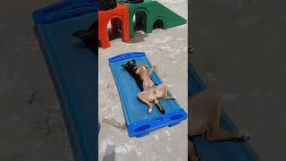 Fácil extremamente Fácil #pets #cachorros #dog #diaadia #creche #monitor #dogsofinstagram #fly