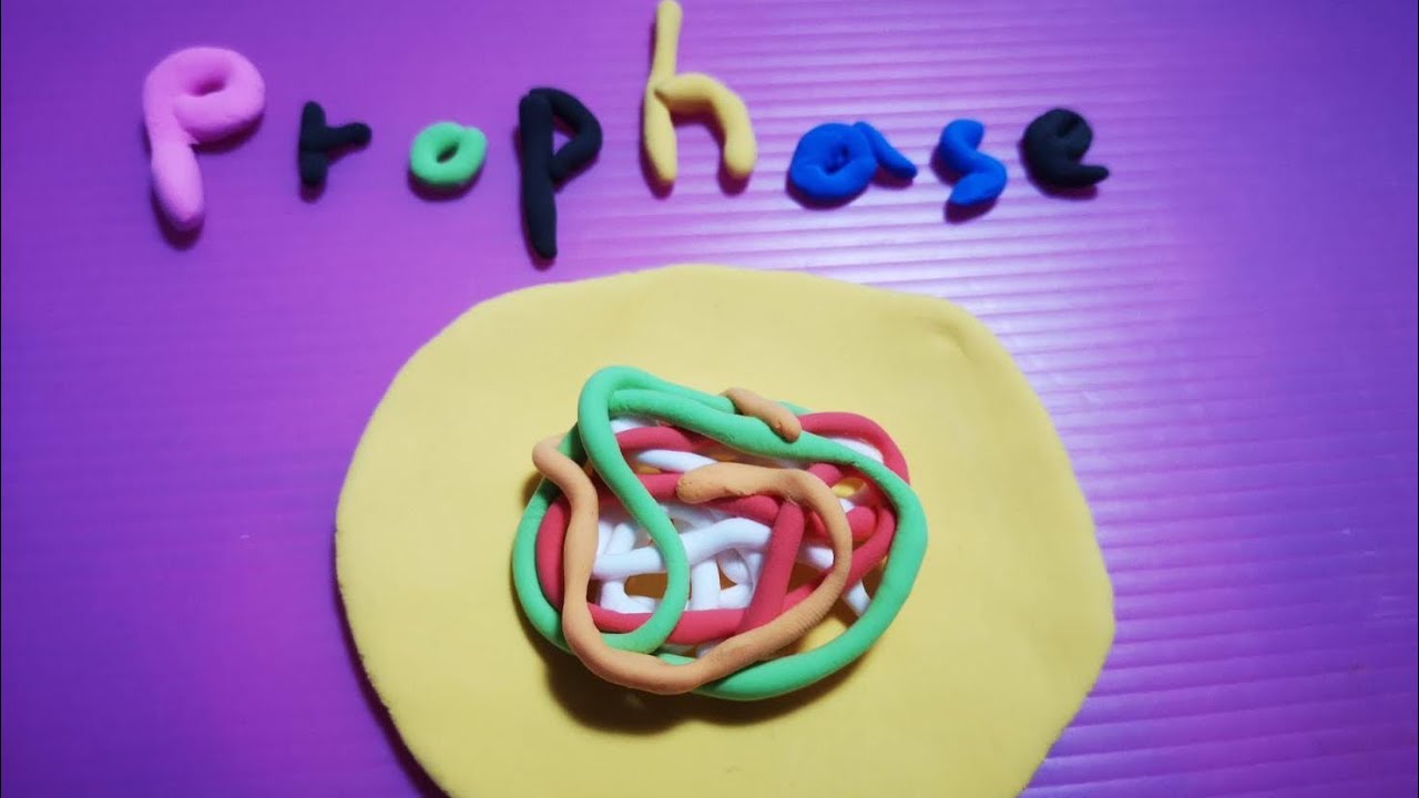 Stop Motion Cell Division - YouTube