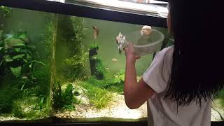 Feeding Wolf Fish Hoplias Curupira