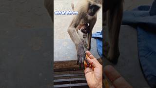 Monkey video।। animal video।। bandar video #trandingshorts #funny #shortvideo #cartoon