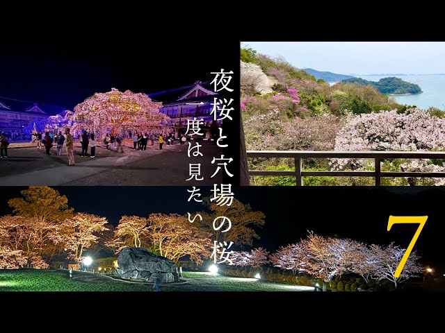 Must-See! Stunning Night Cherry Blossoms & Hidden Spots Near