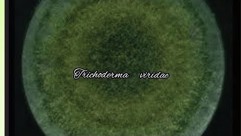 Multiplication of Trichoderma viridae(Biocontrol agent)