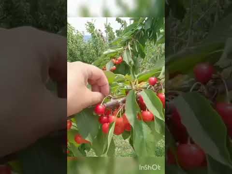 cherry harvest #farm #fruits #fresh #shorts