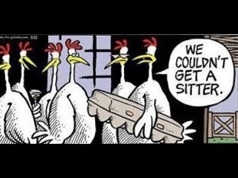 chicken-best-jokes---just-for-fun