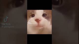 #cats #kucing #tiktok #meme#memesdaily #memesvideo #template#icecream