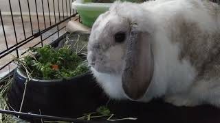 Rayne the Rabbit Flop eared White Gray Bunny has a relaxing life resting, play, grow and eating food