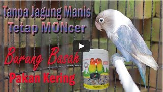 SETTING Lovebird Balibu Sebelum & Pas Lomba Tanpa JAGUNG pake Pakan Smart Choice Royal Lovebird