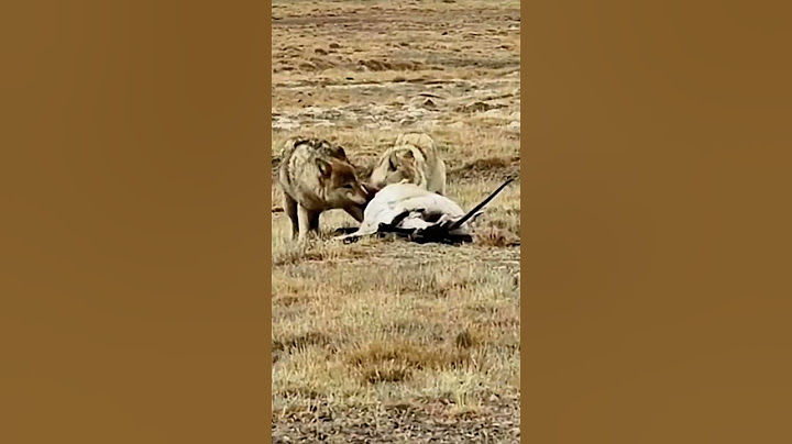 💥高原狼扑食羚羊！Plateau wolves attacking antelopes #animal 【跟着图尔去旅行】