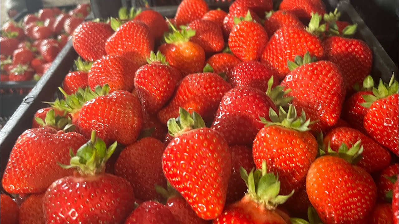 Клубника и гербициды