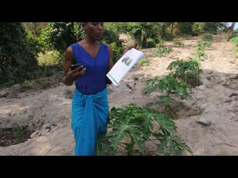 Muongozo Wa Kilimo Cha Papai Kangeta Kilimo