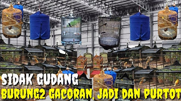 JUAL MODAL DAN BURUNG JADI HARGA BAHAN DI GUDANG BURUNG2 GACORAN, JADI DAN PURTOT