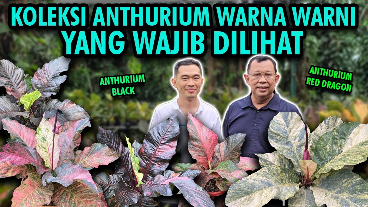KOLEKSI ANTHURIUM BERWARNA WARNI YANG WAJIB DILIHAT!!