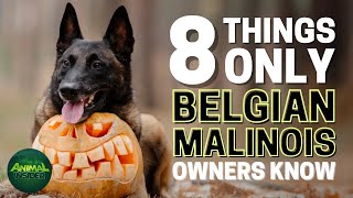 8 Things Only Belgian Malinois Dog Owners Understand