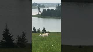 Exploring on a dreary day #pei #doglife #dog #puppy  #goldenretriever