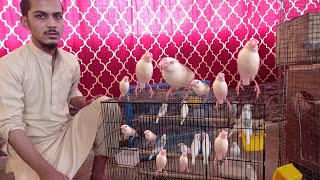 java sparrow breeding progress