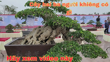 Cây đẹp thế nào tại triển lãm bắc ninh 2024.Các bạn hãy xem hết video này nhé.