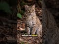 The bobcat is a quiet and elusive predator #naturereels #facts #wildlife #naturefacts #wildlifevideo