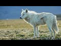 The beauty of the white wolf
