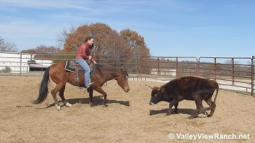 Lookwhatthecatdrugin***For info, price, etc., go to our website: ValleyViewRanch.net***
