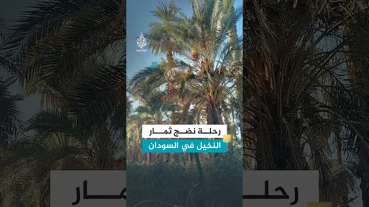 مثل الإنسان تماما.. رحلة الـ9 أشهر لنضج ثمار النخيل في السودان
