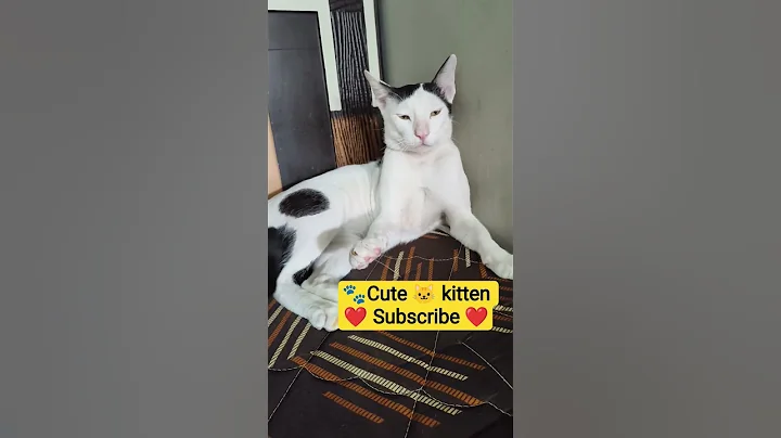 Video 11773031: funny cat cutest, laugh funny cat